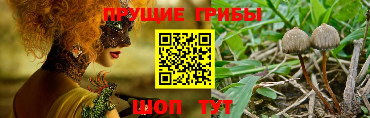Псилоцибиновые грибы прущие грибы  Вход с VPN  Бор 